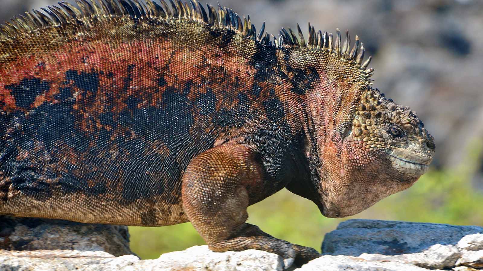 Marine Iguana