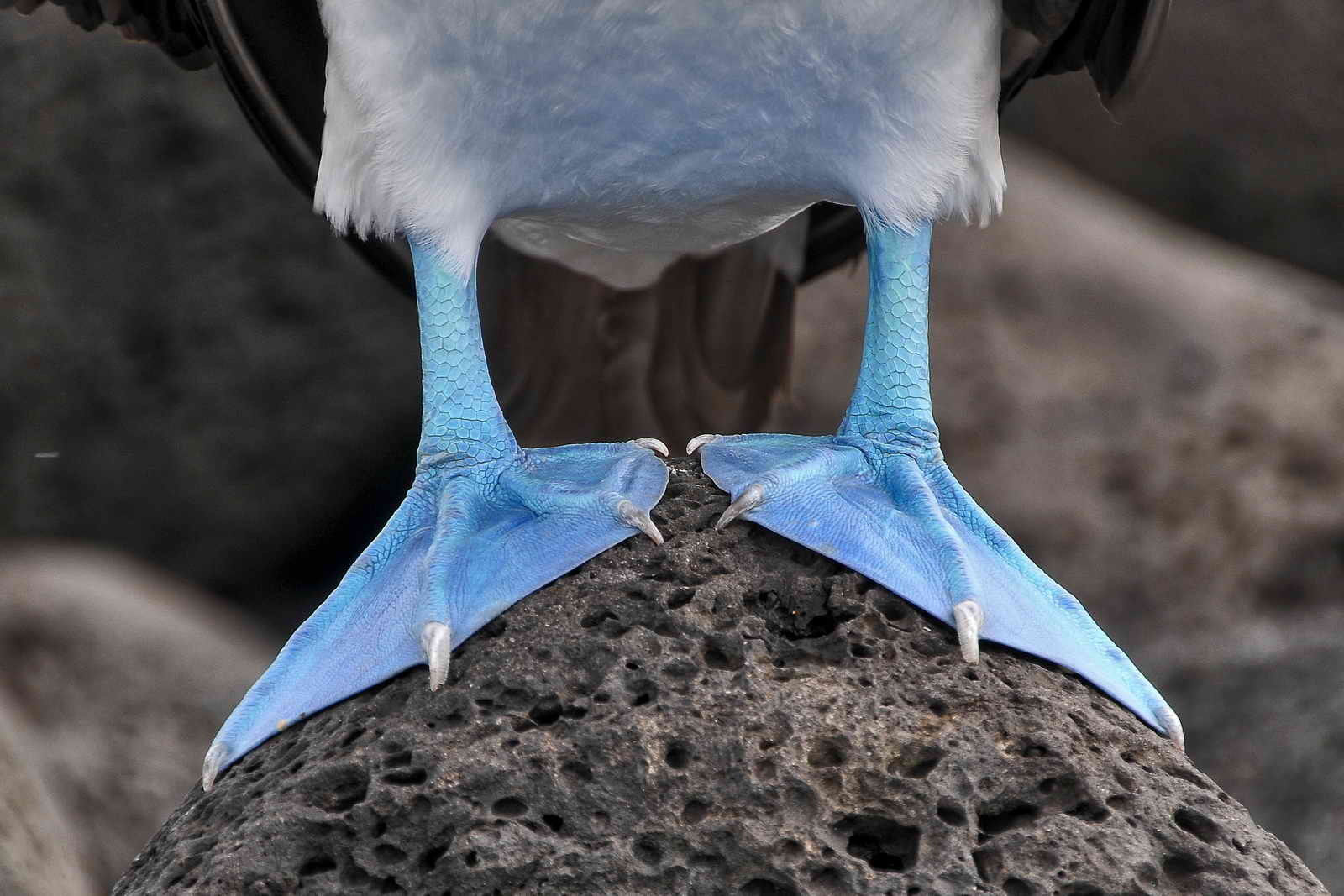 Blue Feet